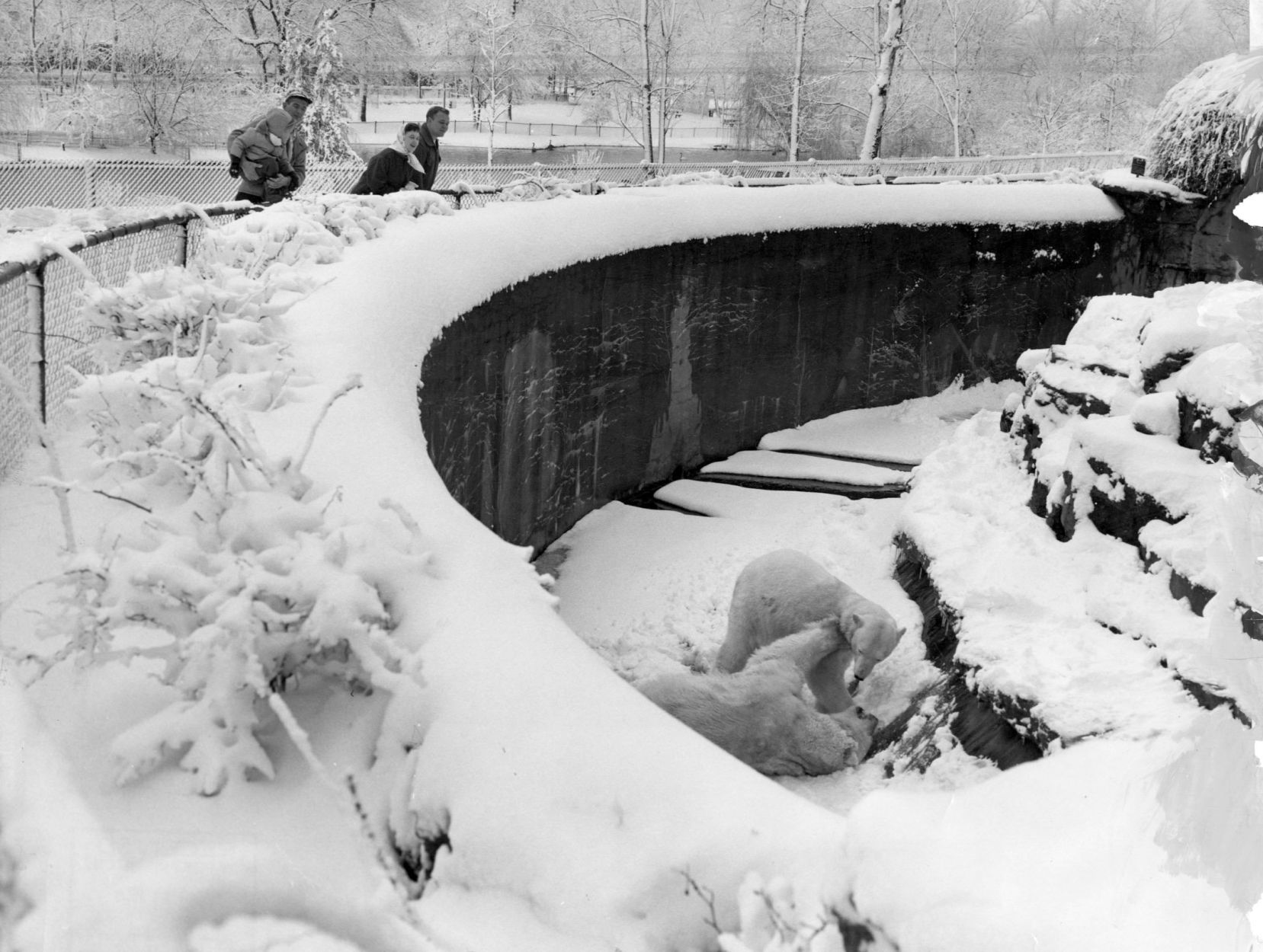 Bears at the St. Louis Zoo in 1958